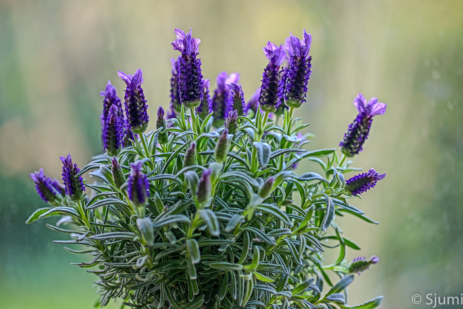 Nur Lavendel