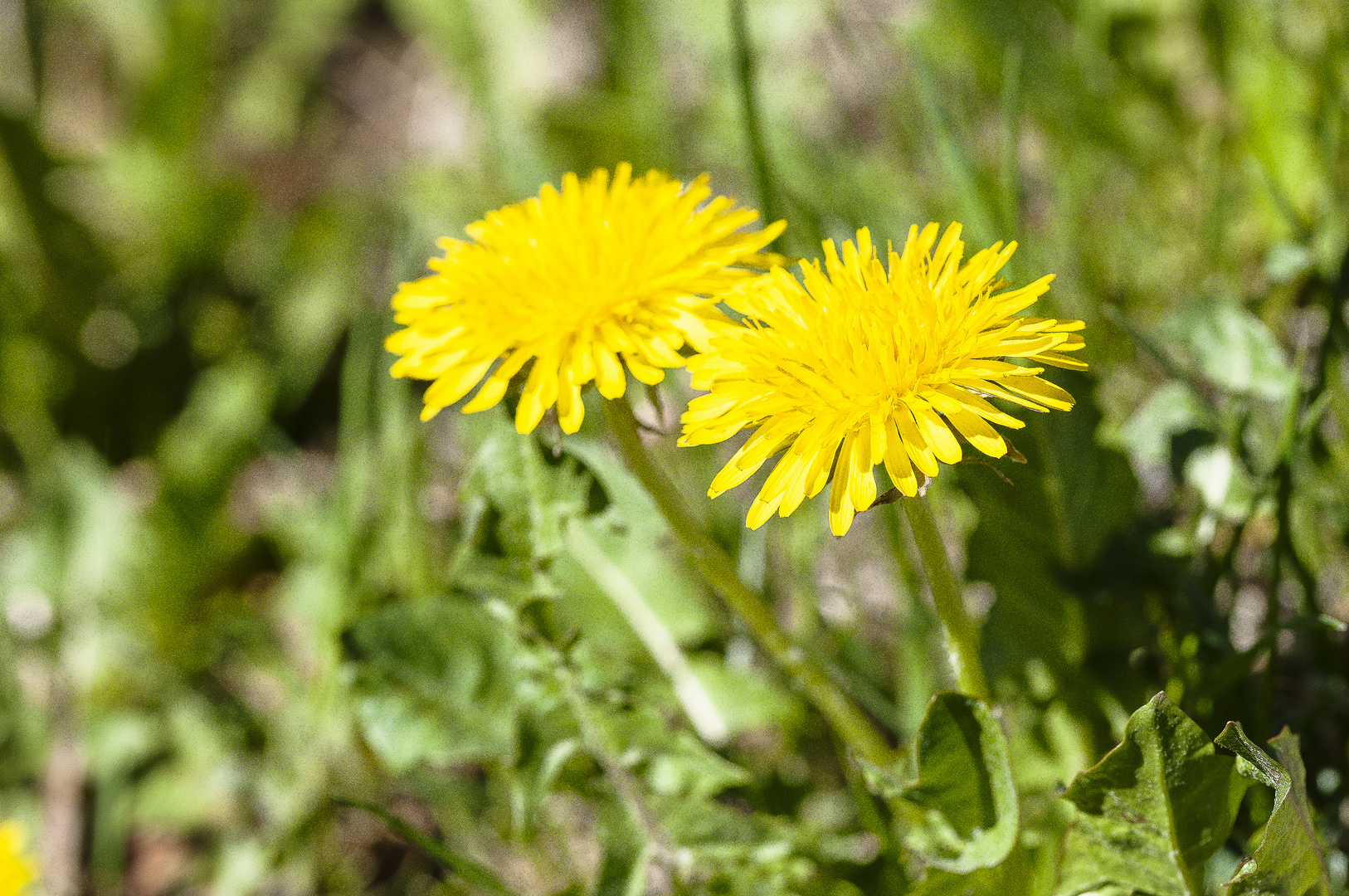 Nur mal 2 Löwenzahnblüten