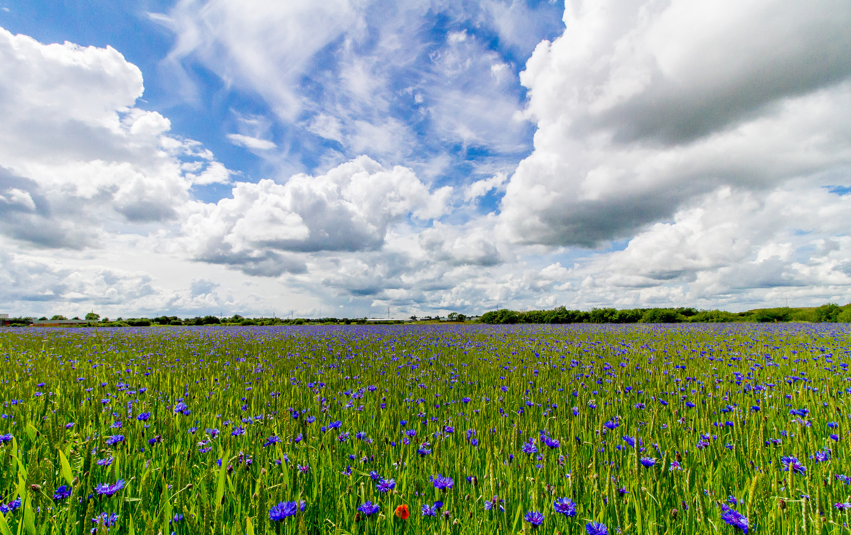 Nur mal "blau machen"....