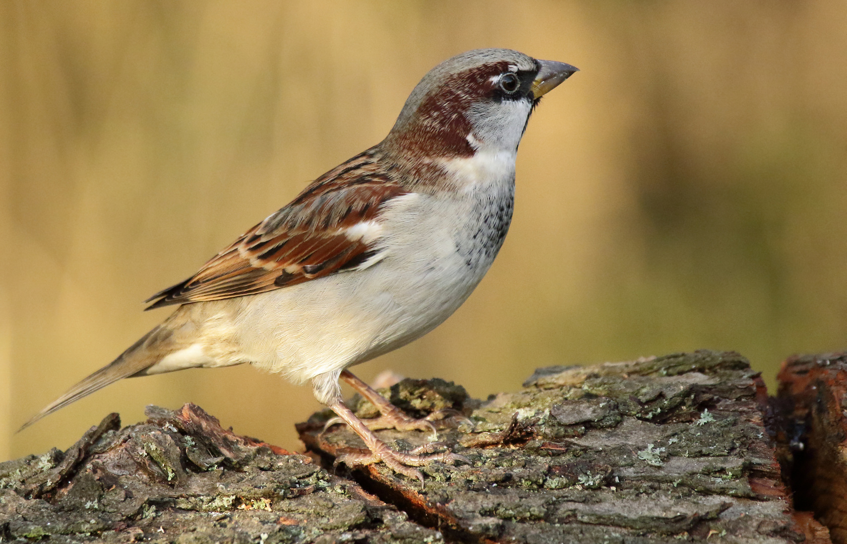 "Nur mal ein Spatz - ein schlichter Spatz"