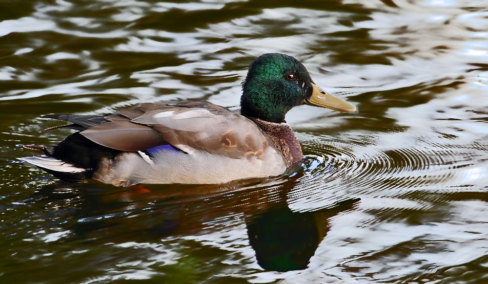 "Nur mal ein Stockenten - Erpel" (ISO 1600)