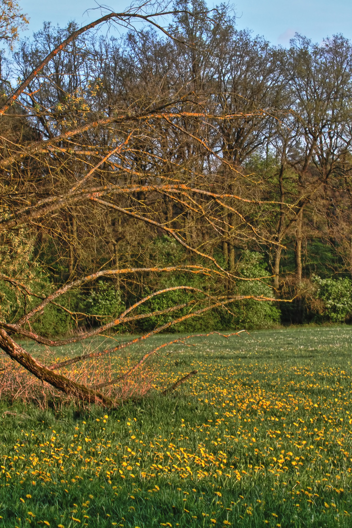 Nur mal ein Stück Wiese, Blümchen und Bäume