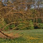 Nur mal ein Stück Wiese, Blümchen und Bäume