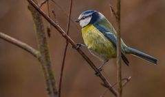 nur mal eine Blaumeise