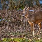 "Nur mal kurz Pennen - oder Sekundenschlaf ala Rehwild"