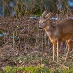 "Nur mal kurz Pennen - oder Sekundenschlaf ala Rehwild"