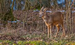 "Nur mal kurz Pennen - oder Sekundenschlaf ala Rehwild"