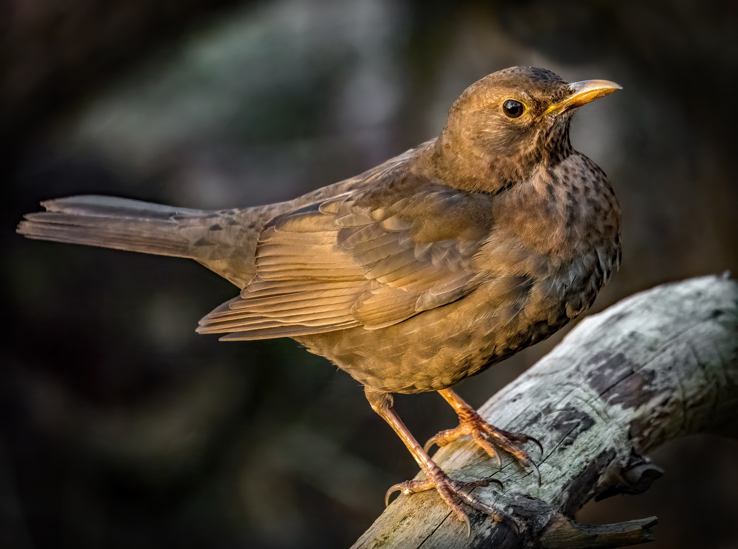 "Nur mal ne Amsel"