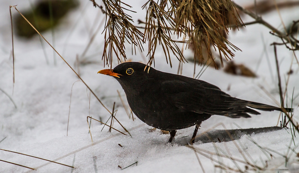 "nur mal ne Amsel" erwischt