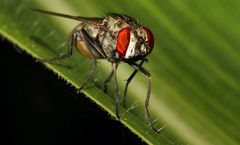 "Nur mal ne Fliege auf Maisblatt" (nix zum Essen)