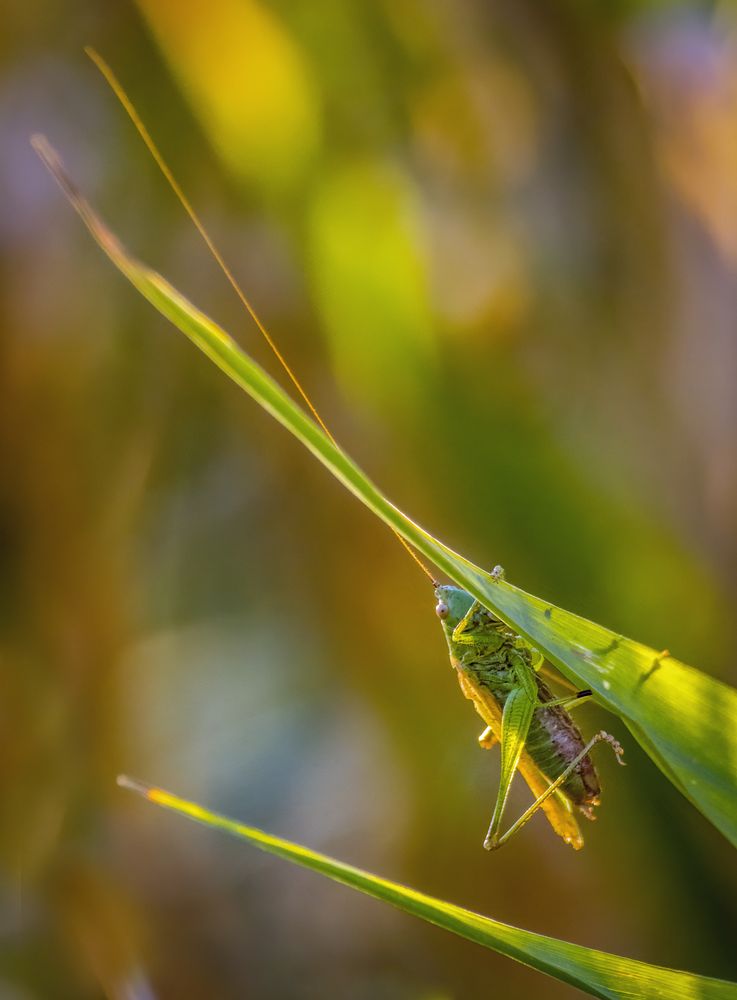 "NUR MAL RUMHÄNGEN"
