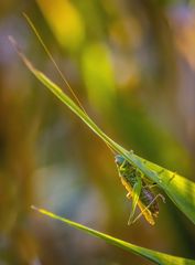 "NUR MAL RUMHÄNGEN"