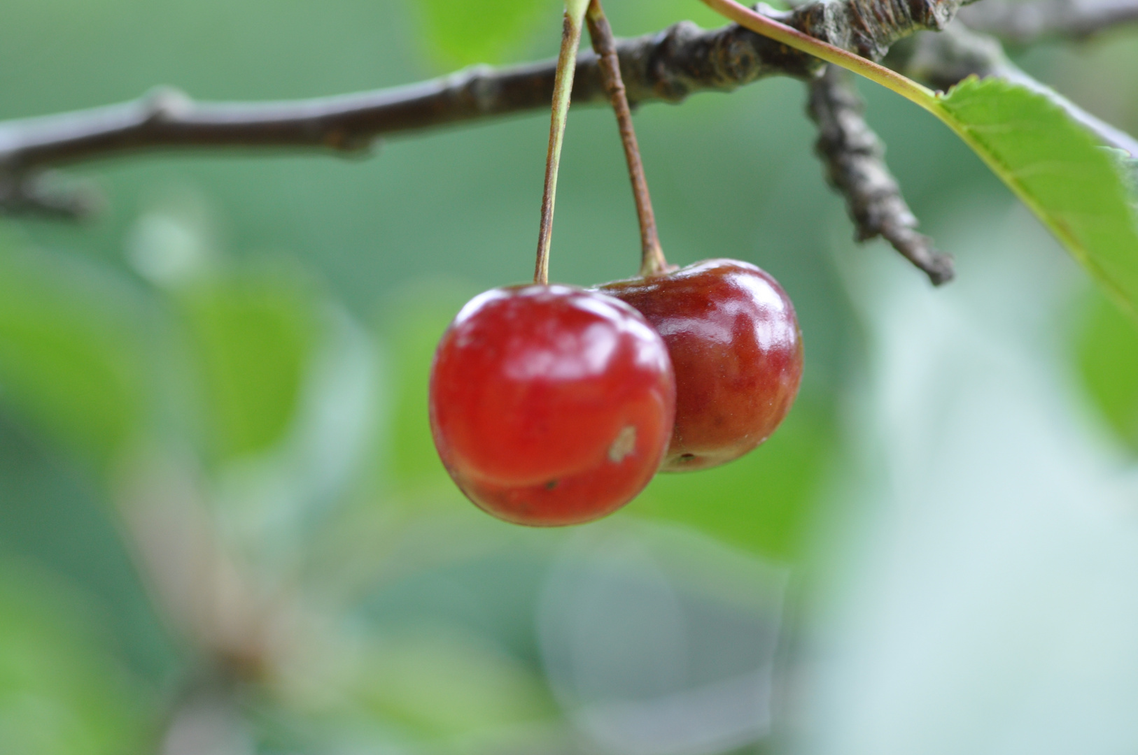 ...nur mal so, die Kirschen in Nachbars Garten