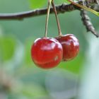 ...nur mal so, die Kirschen in Nachbars Garten