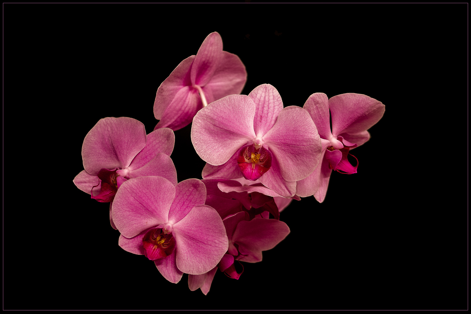 Nur mal so – Phalaenopsis