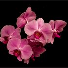 Nur mal so – Phalaenopsis