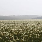 Nur mal zeigen - Das ist kein Schnee