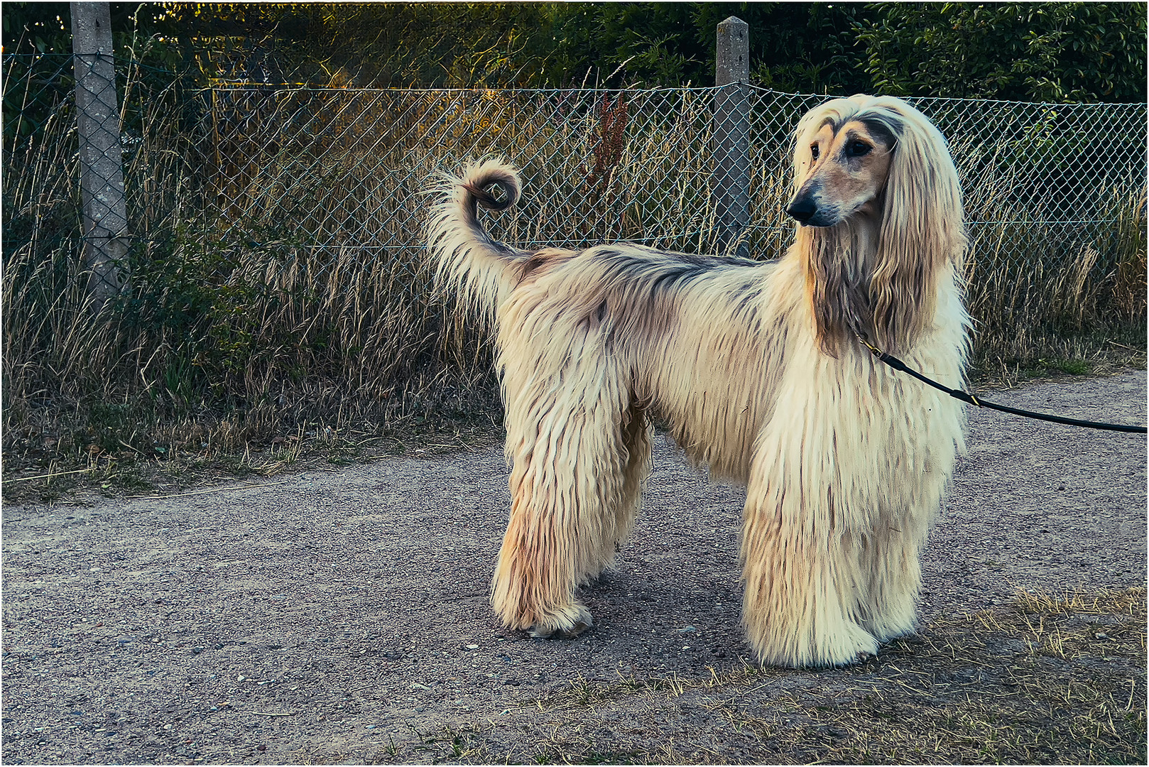 Nur mal zeigen  +++ einen Windhund aus Afghanistan