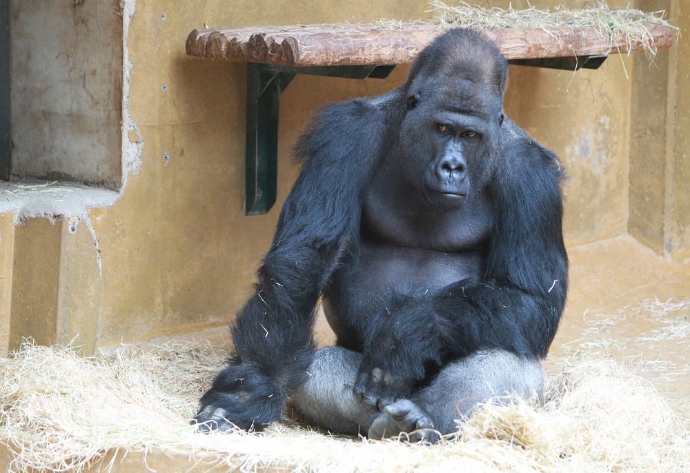 Nur mal zoo - Was guckst du ... ist nicht mein Vorzeigezimmer?