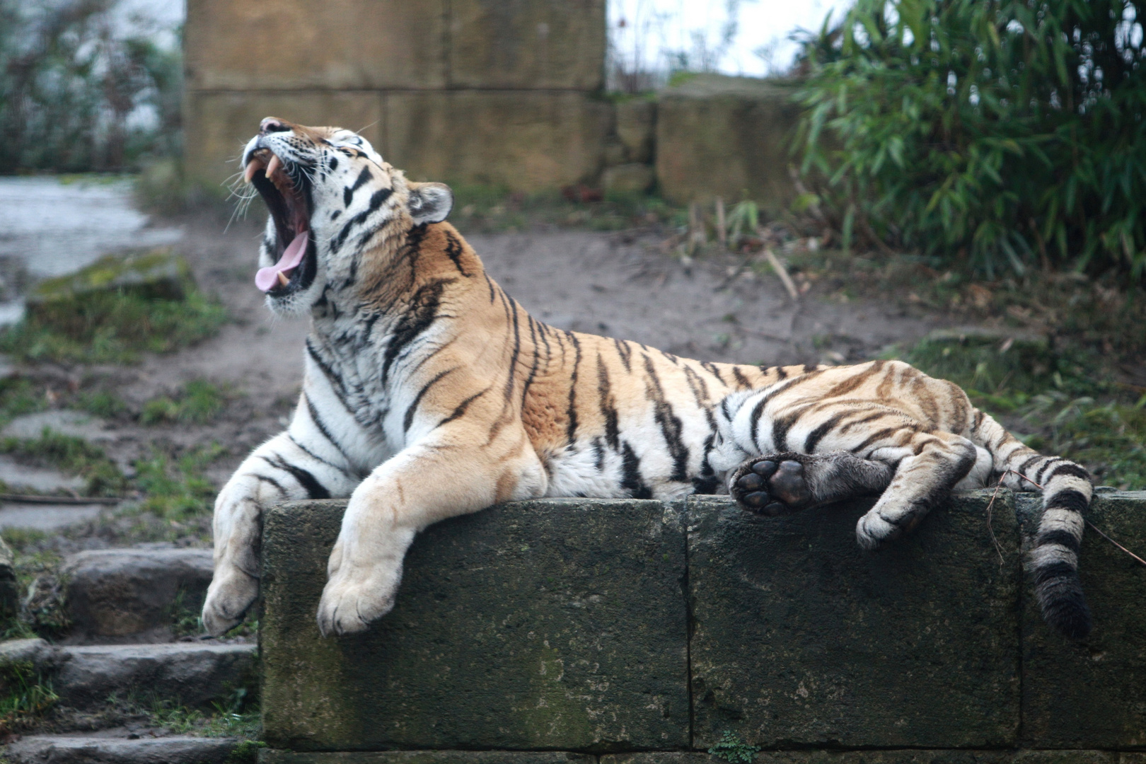 Nur mal zoo - Wieder so ein langweiliger Sonntag ...