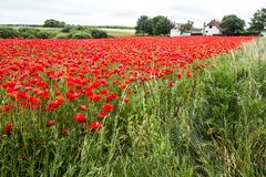 Nur Mohn