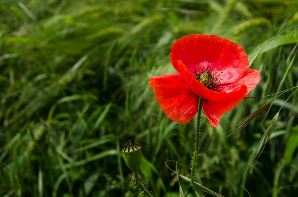 Nur Mohn