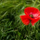 Nur Mohn