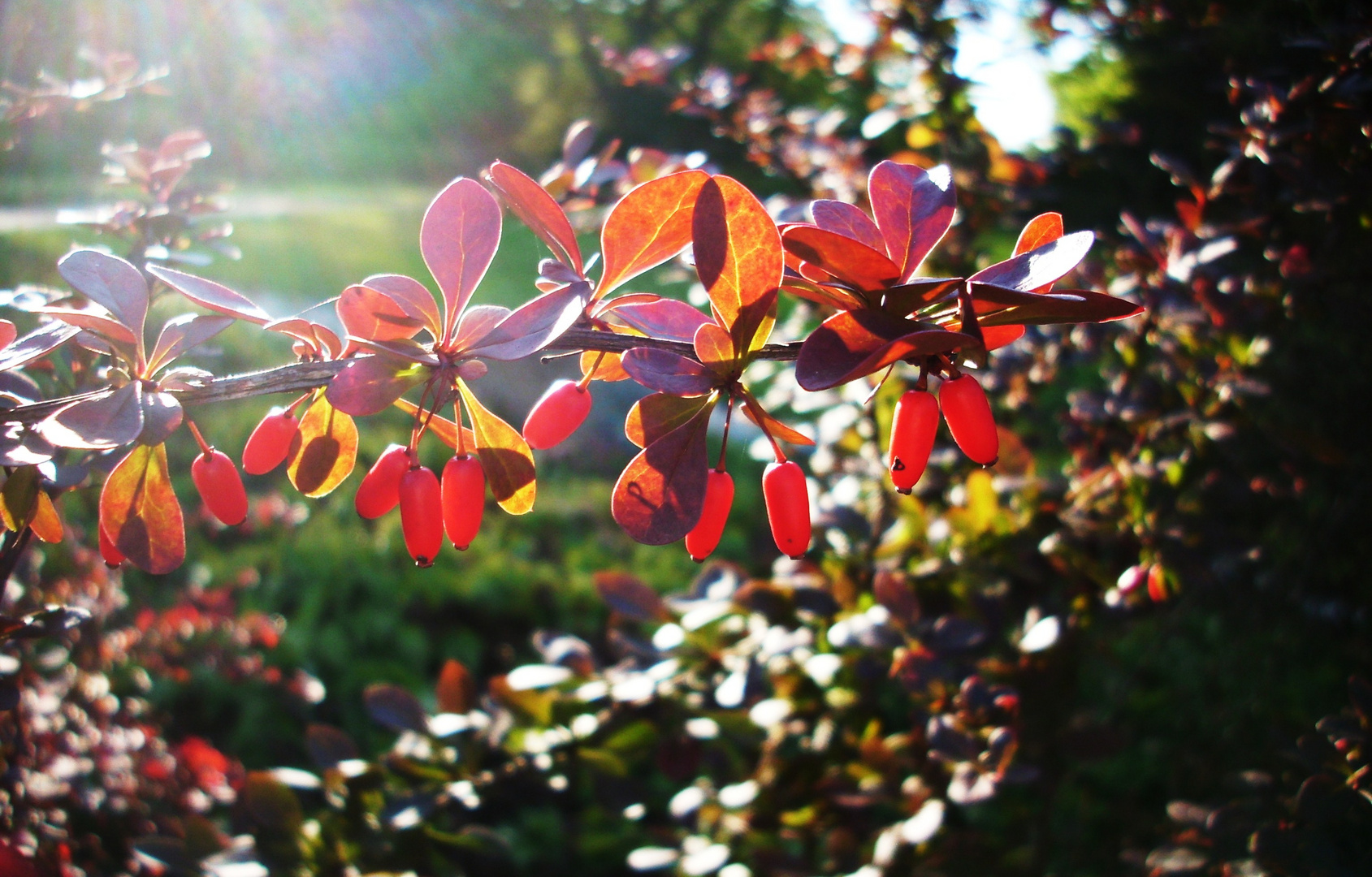 NUR MUT-DER HERBST WIRD WIEDER BUNT.....