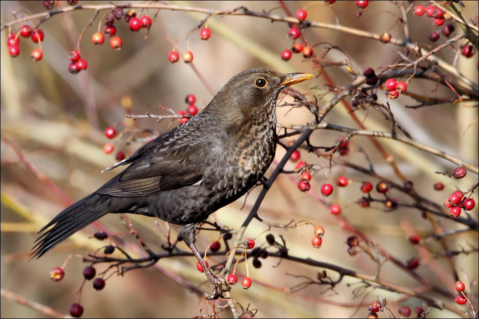 Nur ne Amsel.....