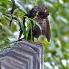 "Nur ne Amsel - habt ihr einen Titel"?