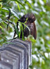 "Nur ne Amsel - habt ihr einen Titel"?