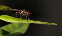Nur ne Fliege mal