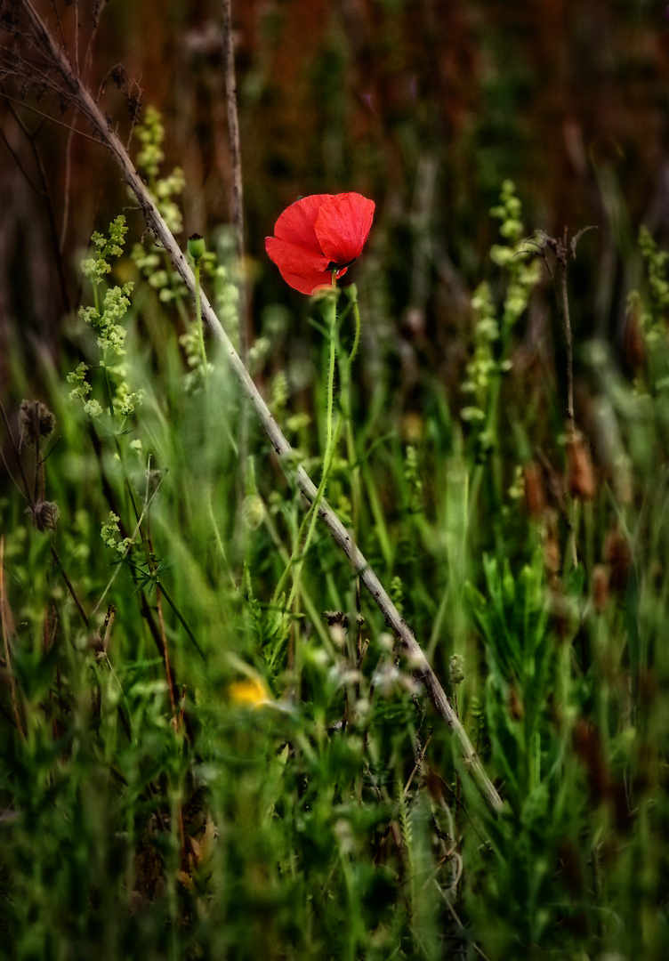 "Nur ne ganz normale Wildwiese"