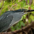 nur ne handvoll reiher -striatus