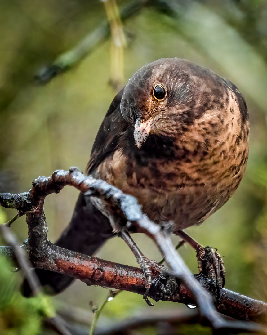 "Nur ne nachdenkliche Amsel"