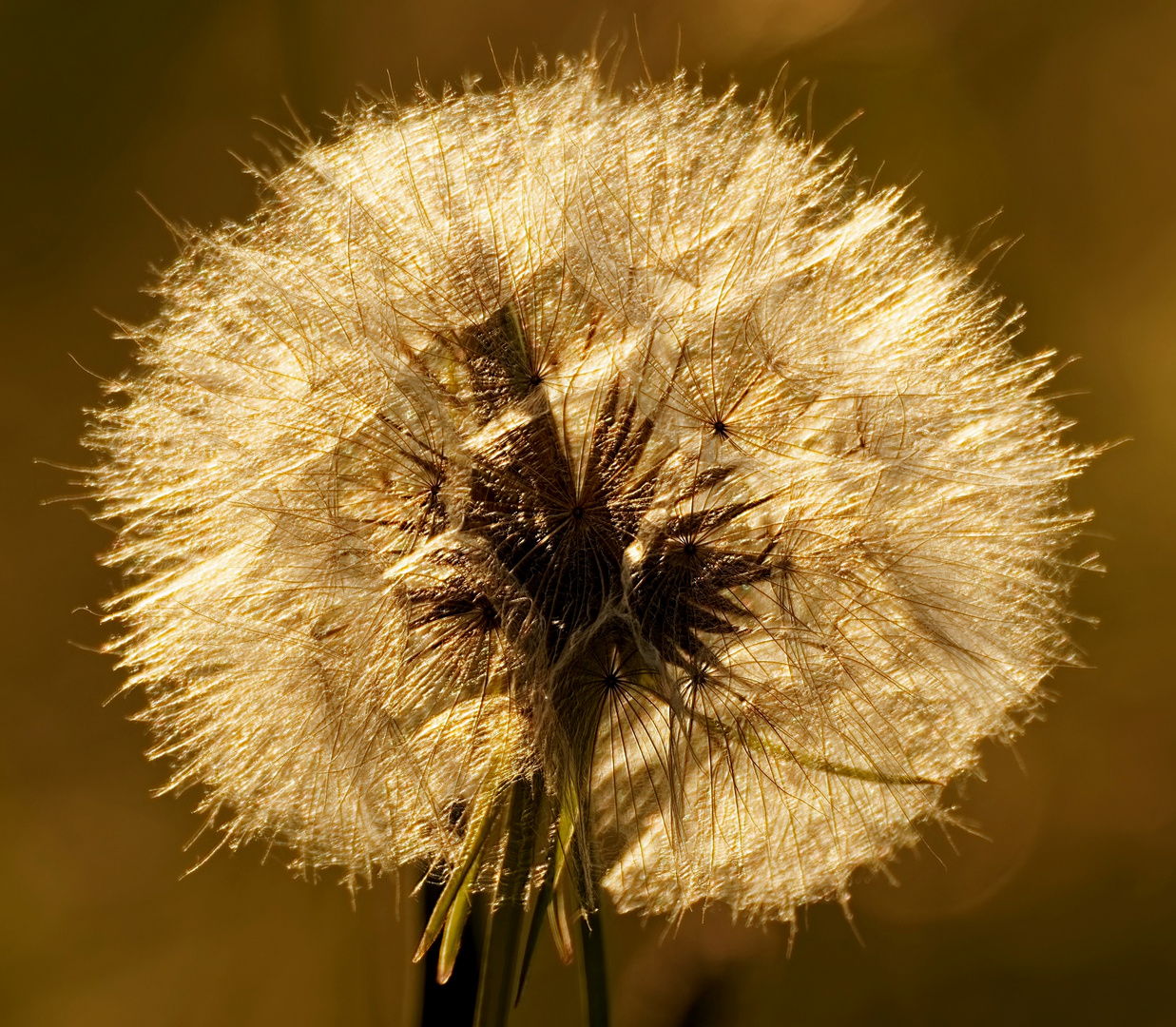 Nur ne Pusteblume