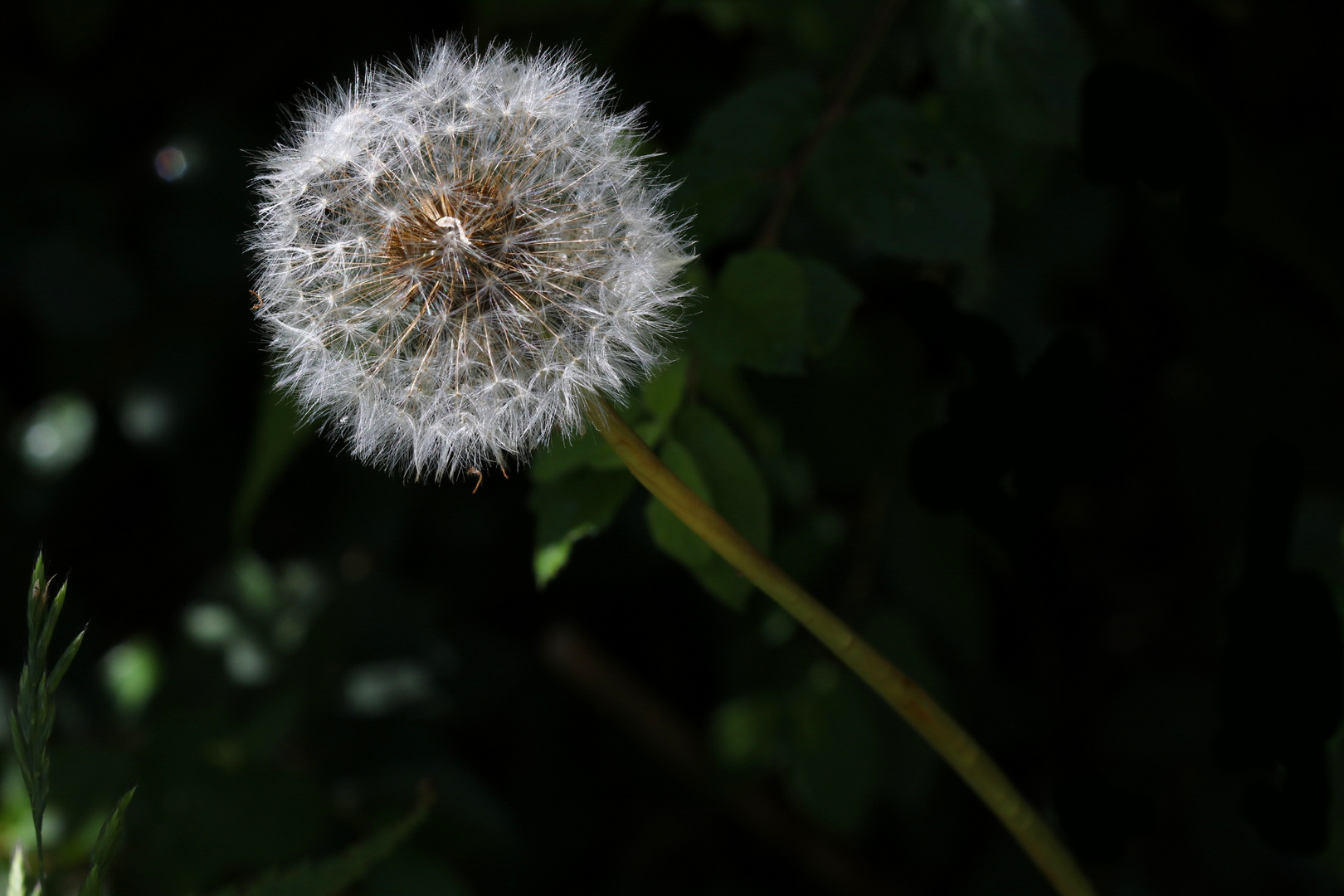 Nur ne Pusteblume