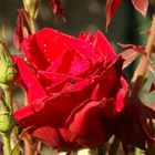 nur ne Rose im Garten