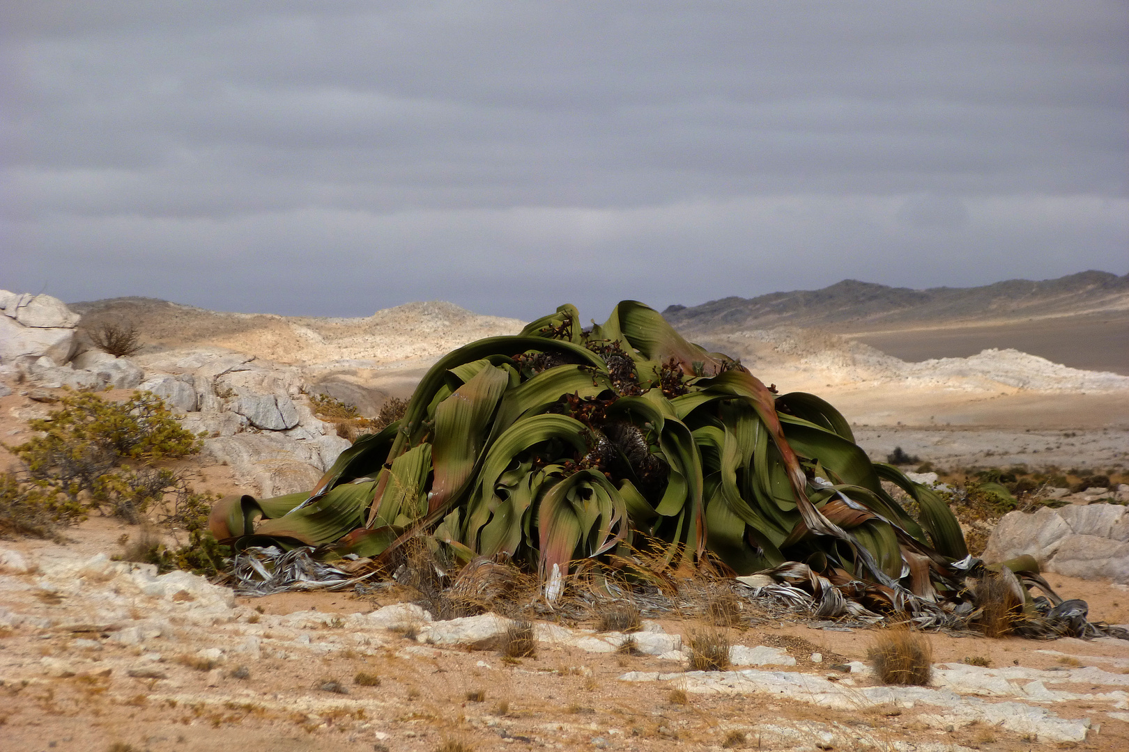 Nur ne Welwitschia