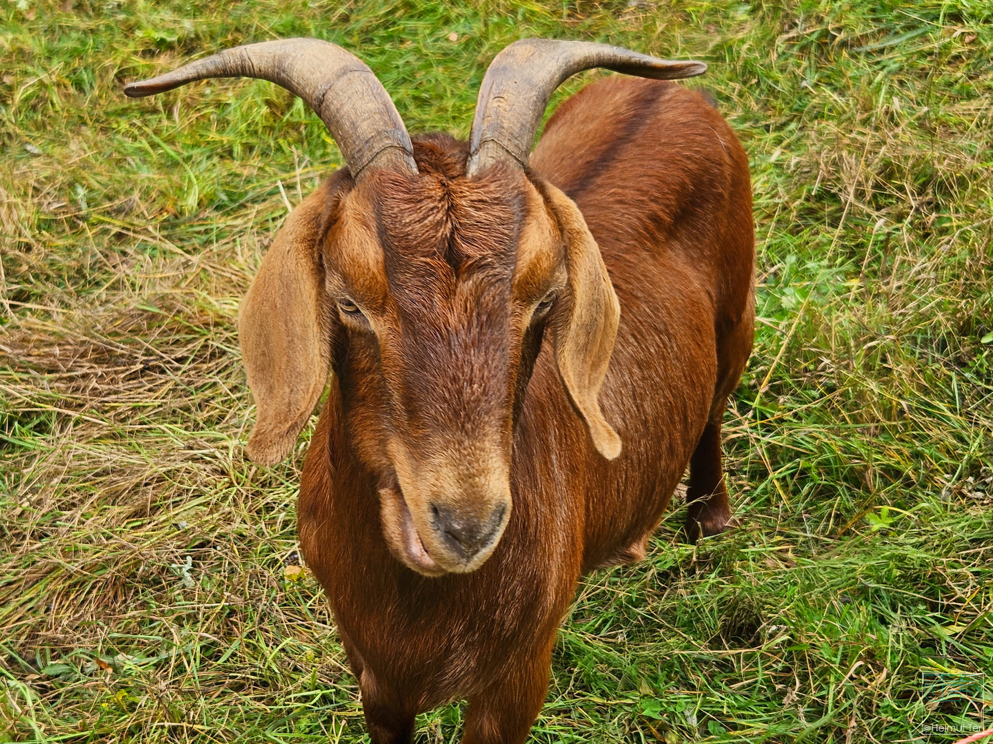 Nur nicht die Ohren hängen lassen.