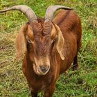 Nur nicht die Ohren hängen lassen.