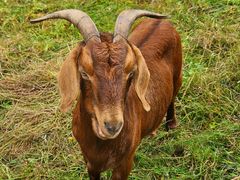 Nur nicht die Ohren hängen lassen.