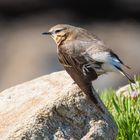 Nur nicht gleich die Flügel hängen lassen…