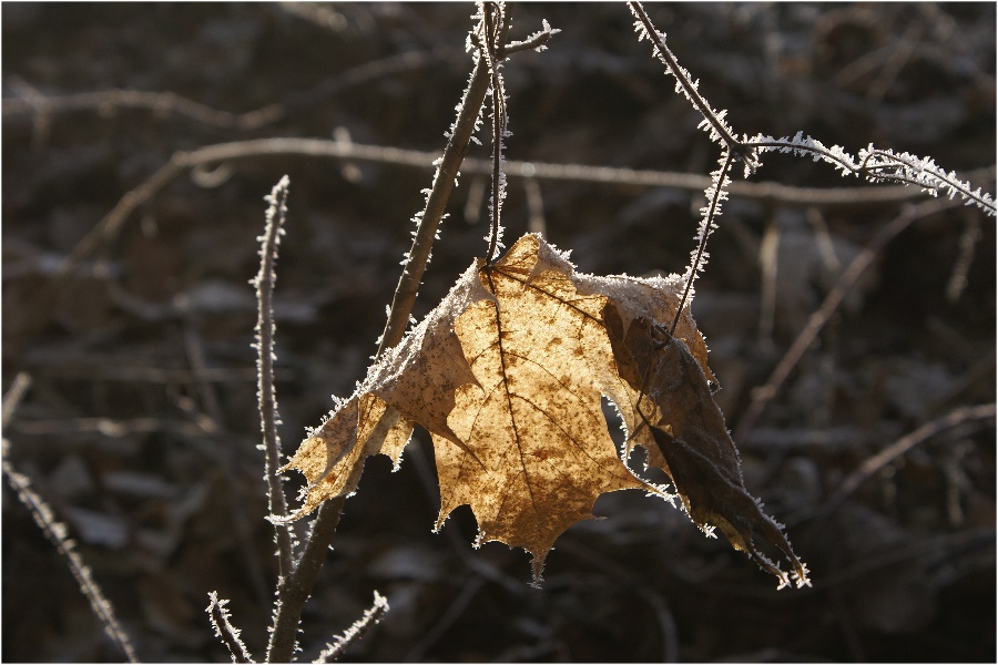 Nur noch ein Blatt