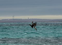 nur noch ein Blitz ist schneller.               _DSC9000-