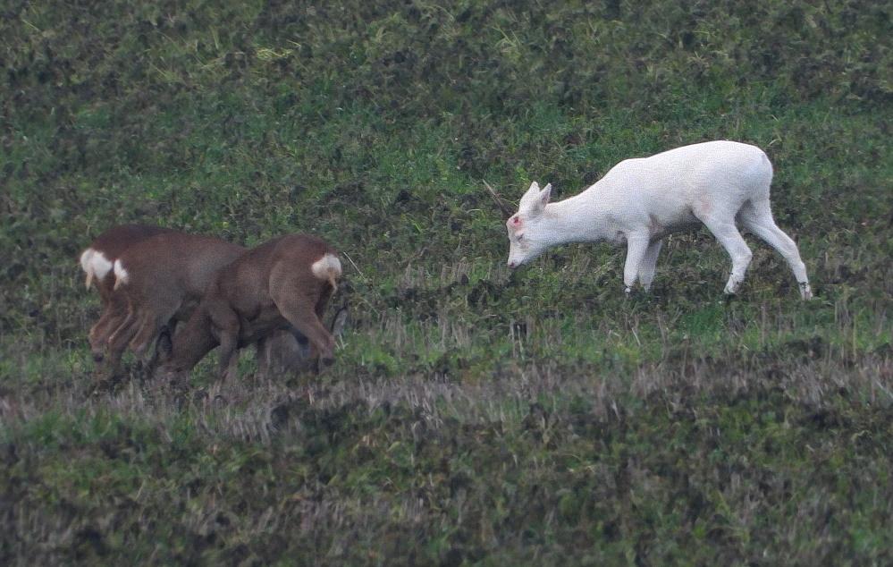 Nur noch ein Einhorn