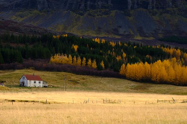 Nur noch ein paar Lärchen