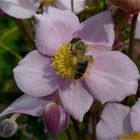 Nur noch ein paar Pollen ....