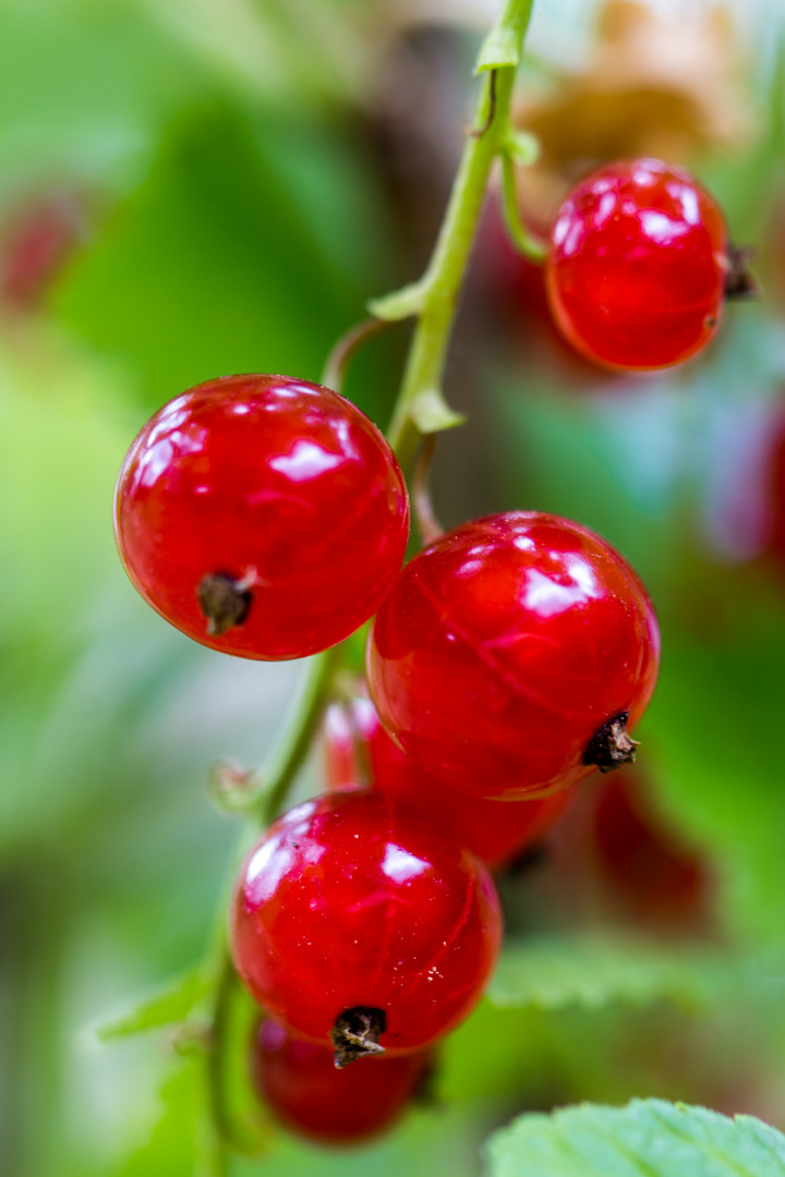 Nur noch ein paar Tage - dann sind sie im Glas als Marmelade