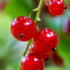 Nur noch ein paar Tage - dann sind sie im Glas als Marmelade